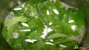 Хрустящие малосольные огурчики