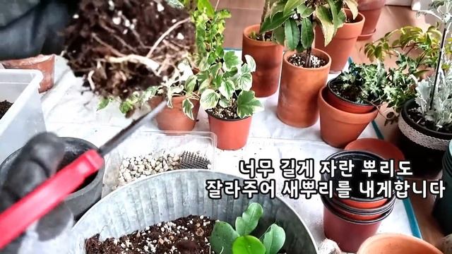SUB) 가드닝은 이맛에 하지👍 /살아남은 식물들의 놀라운 생명력😮😲 / 모든 것들이 제자리로 돌아오는 풍경 / 환경에 영향을 덜 받는 식물들 смотреть онлайн