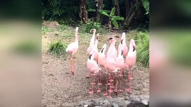 Забавные животные. Подборка видео #17 смотреть онлайн