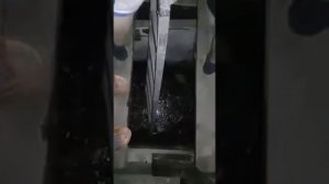 Собака упала в деревенский туалет😂😂😂