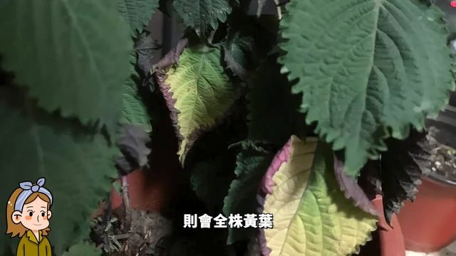 紫蘇養護4要點，枝越來越多葉越來越紫，不但美觀還可以食用|花花世界 смотреть онлайн
