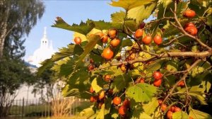 "Мы увидим Русь Святою", воскресная школа Спасо-Влахернского женского монастыря