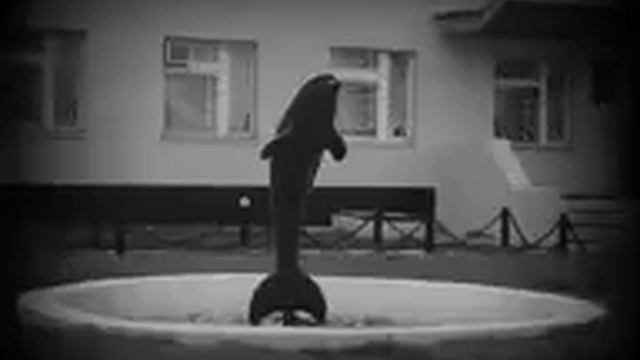 Чорний дельфин смотреть онлайн