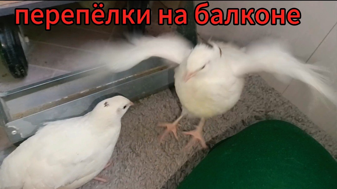Перепелята и бройлерята подросли🐤🐣🐔