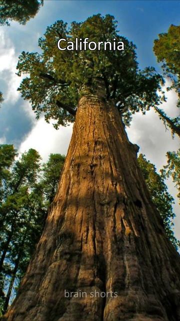seberapa tinggi pohon tertinggi di dunia #shorts #tallest #tree #world #dunia #guinnessworldrecords смотреть онлайн
