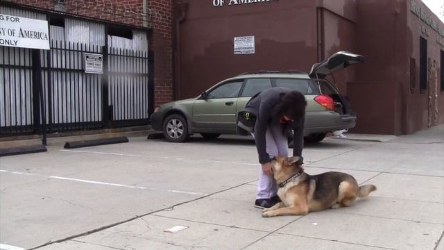 Westside German Shepherd Resuce - Gus von Gustro