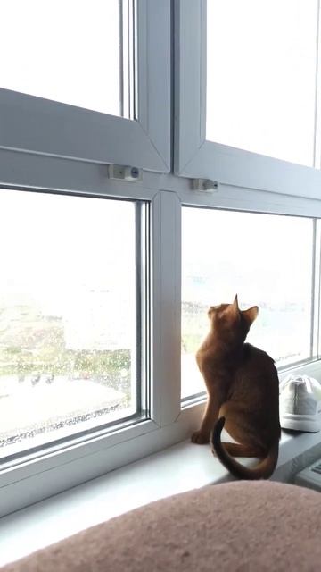 Абиссинская кошка ловит снежинки. смотреть онлайн