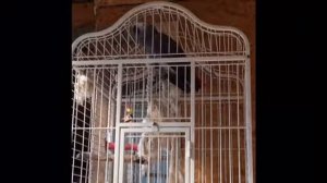 Говорящий попугай Жако