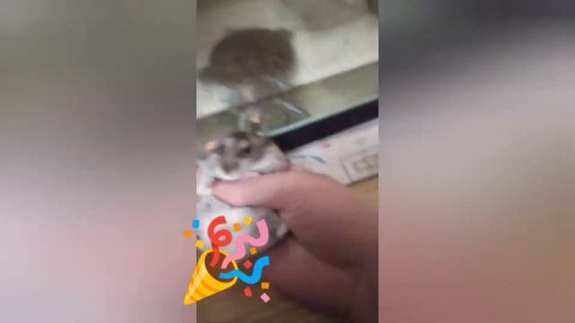 День рождения хомяков 🎉 или как кушает мой хомячком 🐹🐹 смотреть онлайн