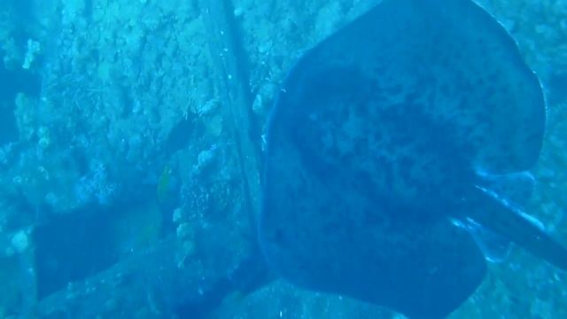 StingRay by Giannis D смотреть онлайн