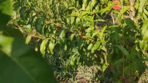 Персик Плане Делішес (Plane ® Delicious) persikovod.com