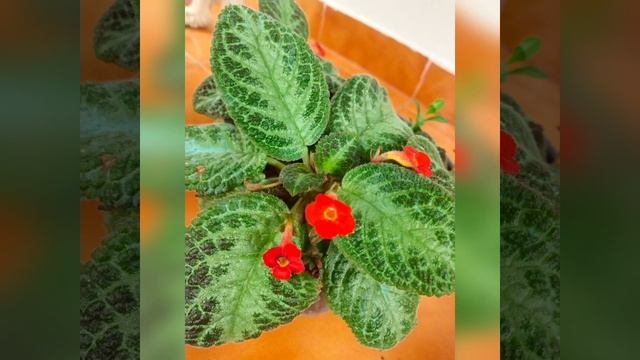 Episcia plant/Flame violets(malayalam) #hangingplant #care #tips #shorts