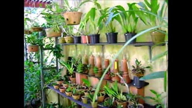 MEU ORQUIDÁRIO (Orquidário de André Merez - São Paulo, Capital) смотреть онлайн