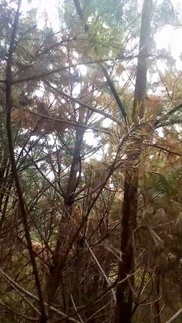 Осенний лес, сухие ветки деревьев #forest #shortvideo смотреть онлайн