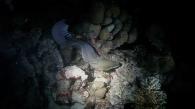 Maldives смотреть онлайн