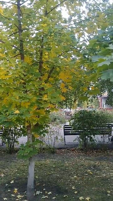 Осенний наряд клёнов в парке. смотреть онлайн