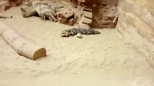 страшная змея