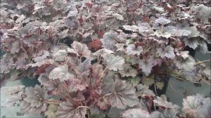 Best Perennials - Heuchera 'Frosted Violet' (Coral Bells)