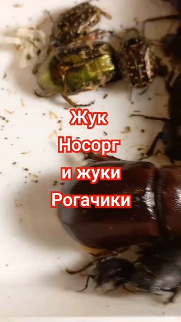 ЖУК НОСОРОГ И ЖУКИ РОГАЧИКИ ДОРКУСЫ. Rhyno Beetle Oryctes nasicornis, Stag Beetles Dorcus #insects