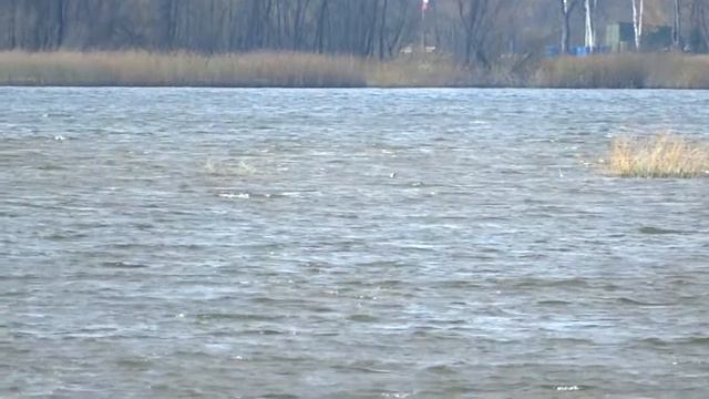 еще гагара смотреть онлайн