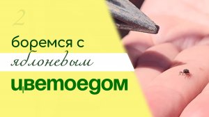 БОРЬБА с яблоневым цветоедом – вредителем яблони и груши