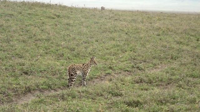 Serval (not common to see) on a walk. Ngorongoro in Tanzania смотреть онлайн