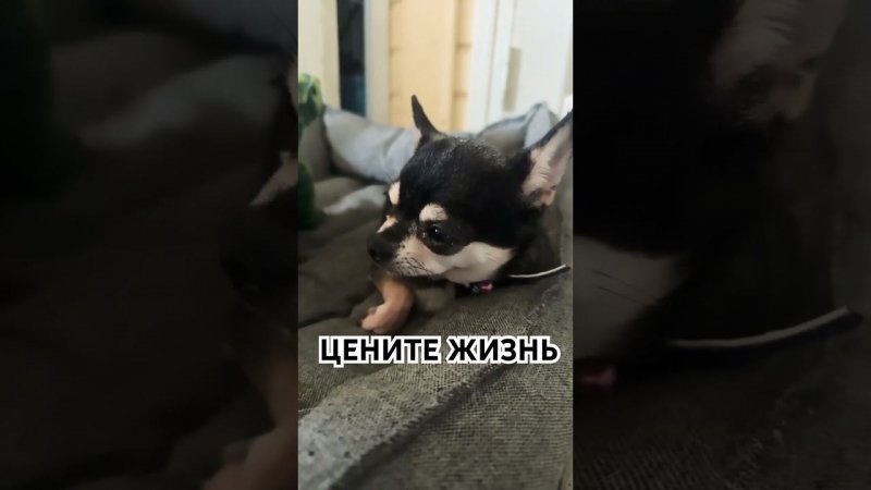Приходи в наш телеграмм. Ссылка в профиле #приютхвостатоесчастье