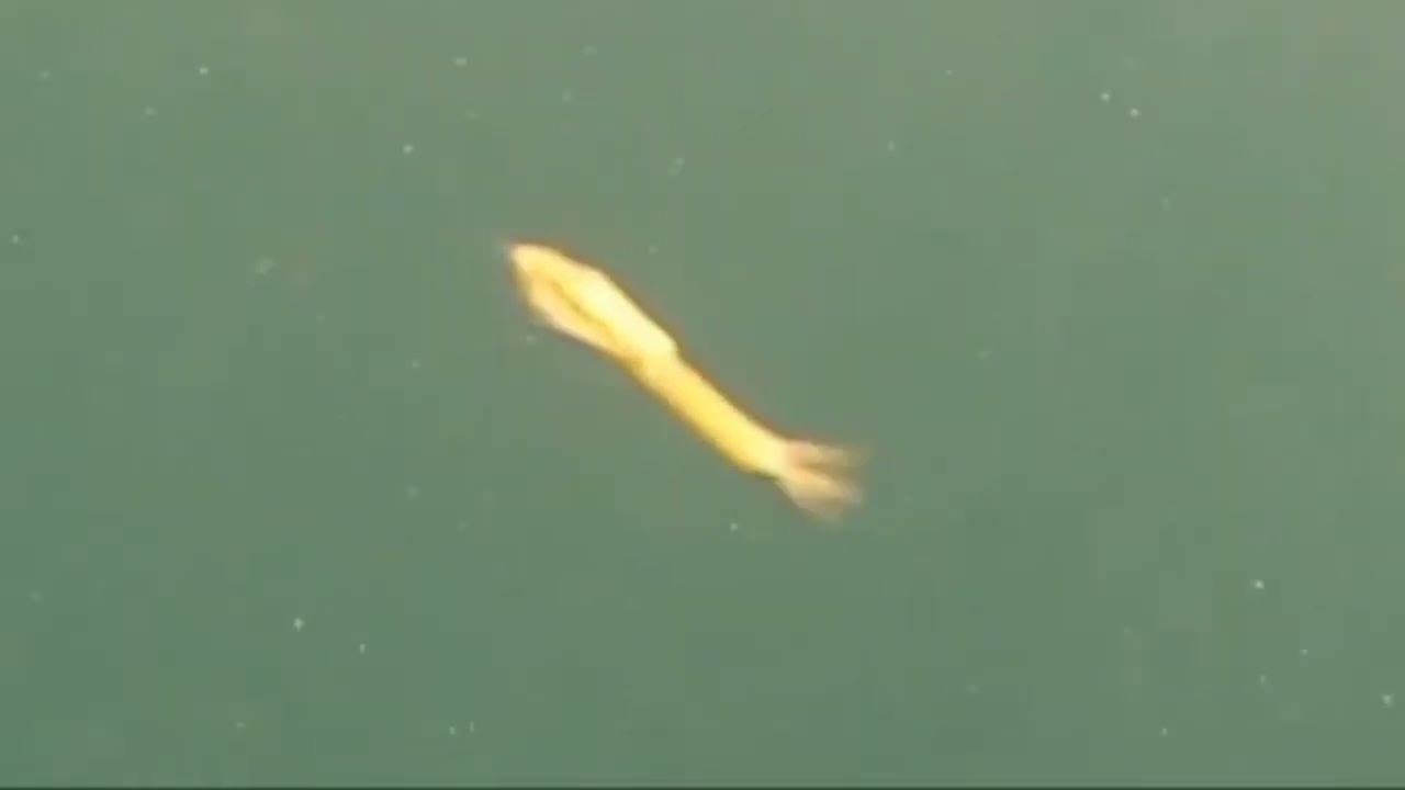 Goldfish? Or Mermaid? Scuba diving in Quarry with lol2o - Helsinki, Finland
