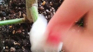 9. ЦИТРУСОВЫЕ воздушная отводка