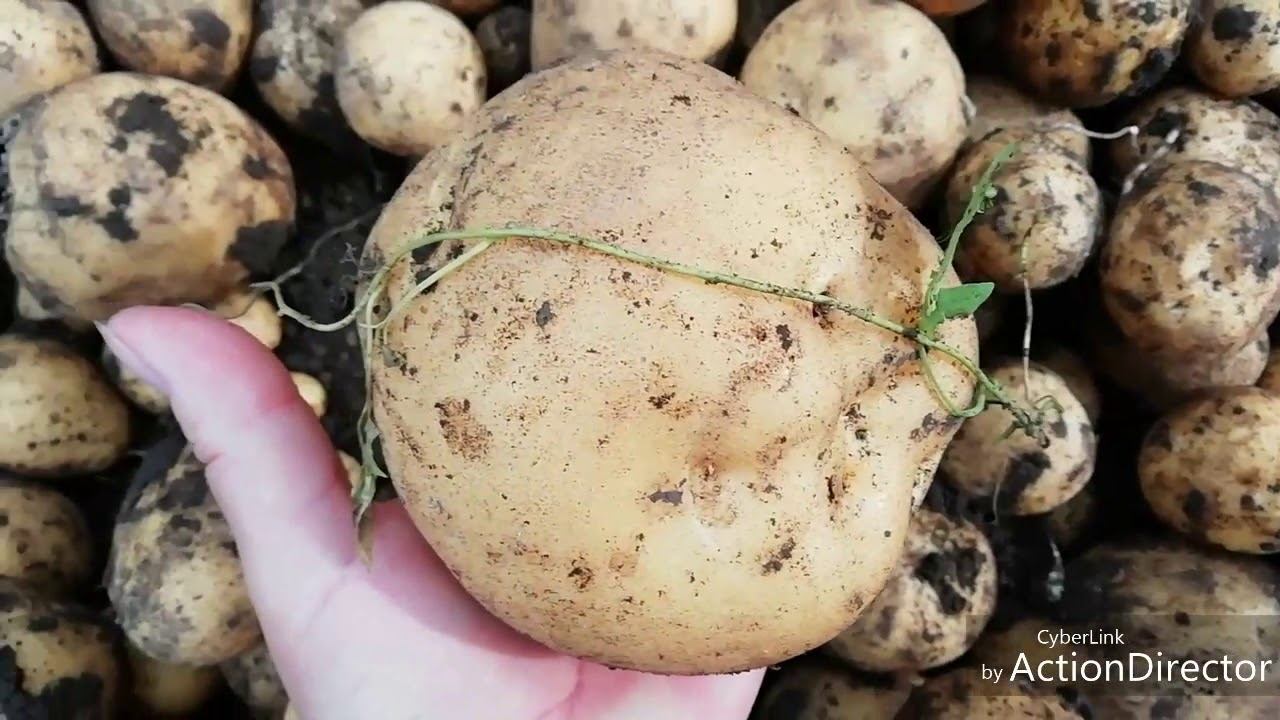 Урожай картофеля. Сорта - утро раннее, зекура, красавчик и удача! смотреть онлайн