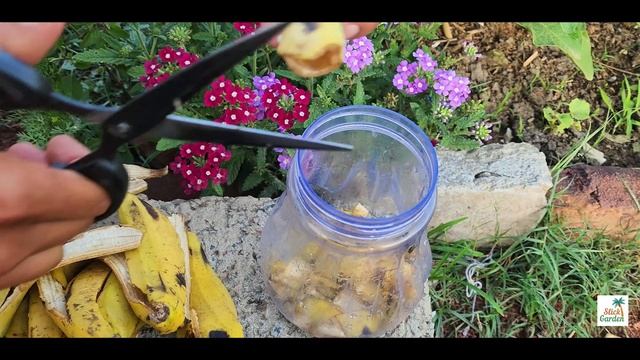 After planting tomatoes & peppers, water them with this. There will be strong plants & rich harvest