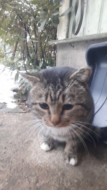 Приручение "дикого" кота #shorts смотреть онлайн