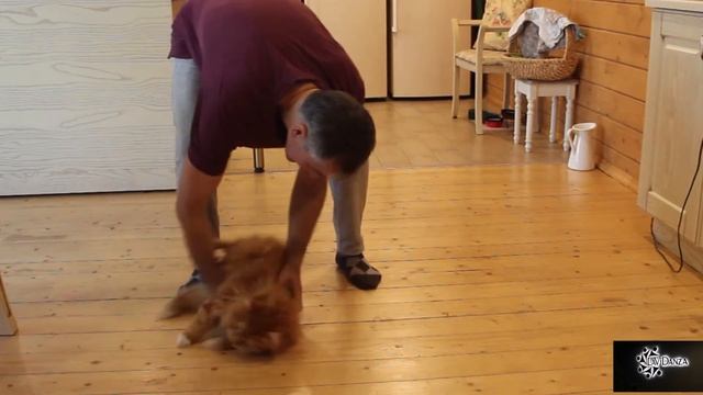 Кот Рыжик в школе танцев смотреть онлайн