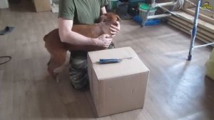Первый выгул котов  Ремонт в прихожей  Линолеум    04 25г  Семья Бровченко