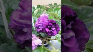 #фиалки Ф Элина Быстрицкая и АВ Кашемир