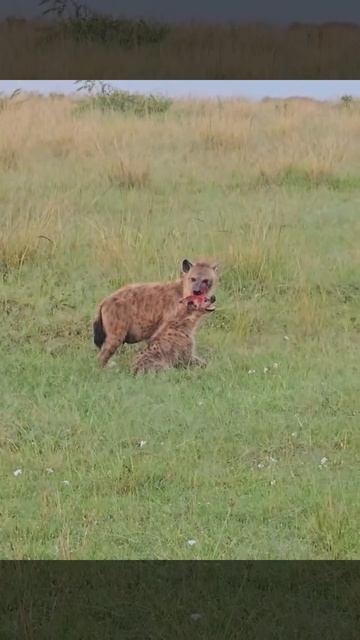 📹 Не важно на какой ты стороне закона, когда дело доходит до мести, пощады нет смотреть онлайн