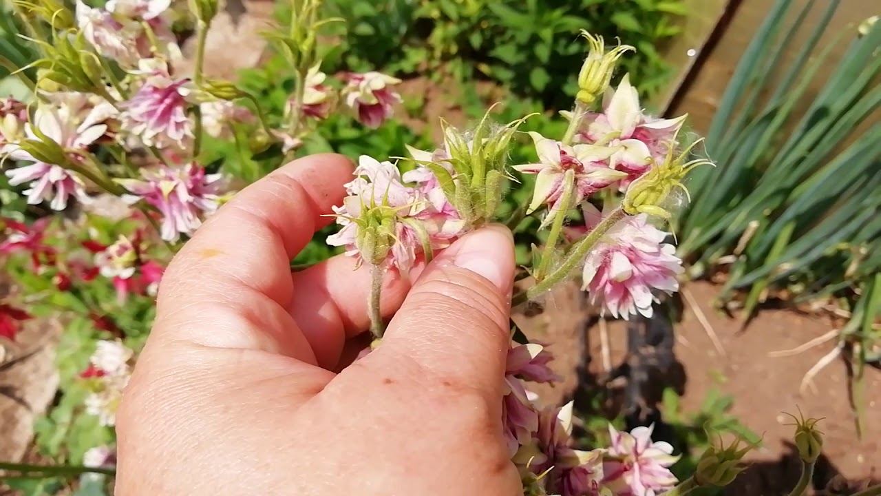 Пчелы в пионах. Всего по немногу смотреть онлайн