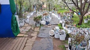 Продажа саженцев роз в Нижнем Новгороде