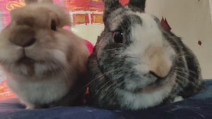 Умные дрессированные кролики выполняют команду