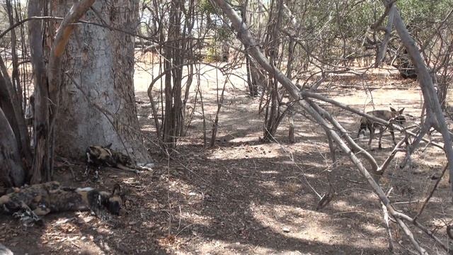 Lycaon pictus, (african wild dog) fully eaten смотреть онлайн