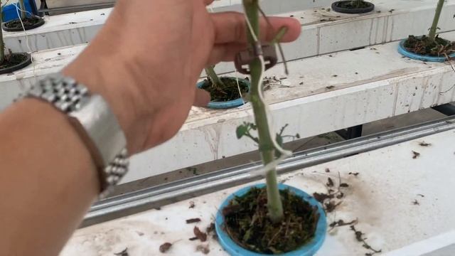 Trồng cà chua bi tại nhà bằng thuỷ canh nft! смотреть онлайн