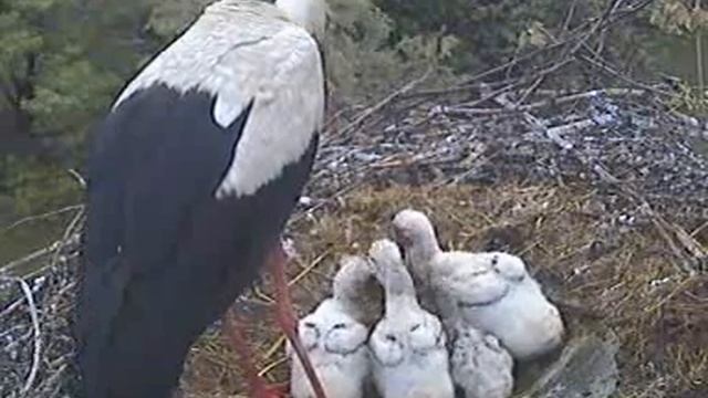 White storks - feeding chicks 29.05.2009 смотреть онлайн
