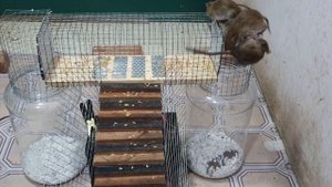 Tips for mouse traps / Electric mouse trap/ how to trap mice from plastic bottles