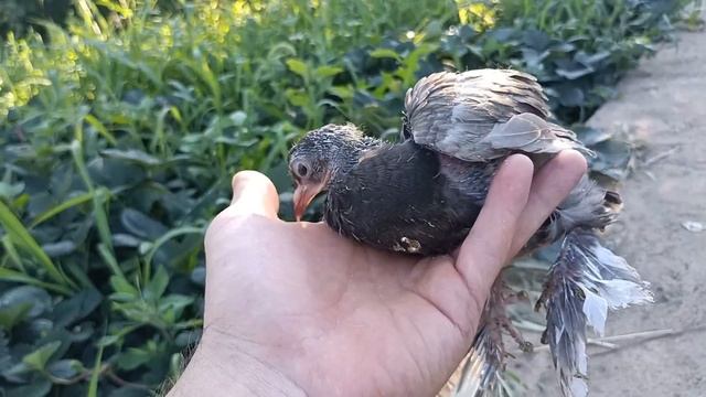 Голуби -взросление маленького чуда! ( голубенок от трех дней до трех недель)