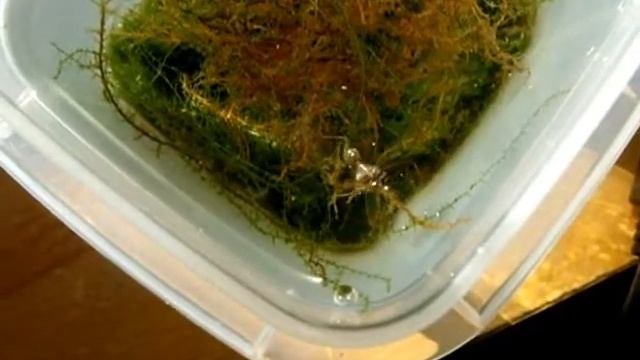 Water scorpion feeding montage смотреть онлайн