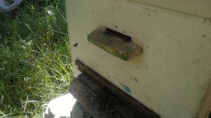 Пчелки работают.  Золотарник зацвел. 31.07.2021