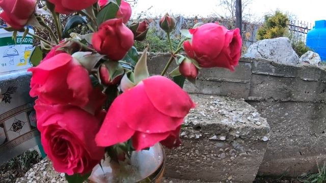 Плетистая роза Мэритим в срезке. смотреть онлайн