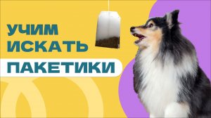 КАК НАУЧИТЬ СОБАКУ ИСКАТЬ ВЕЩИ, поиск предметов