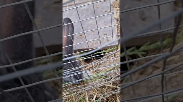 вот какие красивые кролики в нашем городе и конечно же в этом красивом парке смотреть онлайн