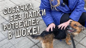 Спасение животных \ Пристрой собачки с особенностями здоровья